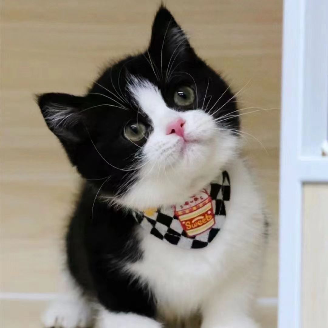 活物中华田园猫猫咪幼崽小奶猫橘猫橘白狸猫黑猫猫咪真猫宠物猫咪